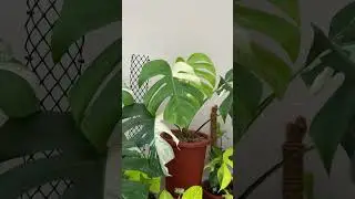 #monsteraplant #monsteravariegata #monsteravarigata #aroid #aroidaddicts #monsteraking #monstera