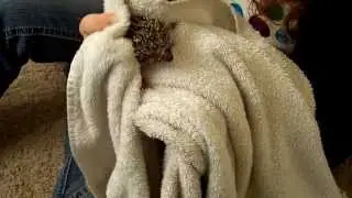 Hedgehog Catch