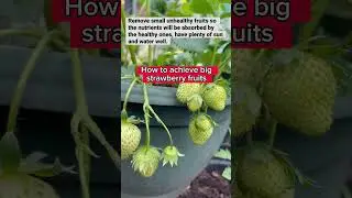 How to achieve big #strawberries 🍓 #juicy #sweet #shorts #viral
