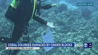 40-60 coral colonies damaged for a canoe regatta