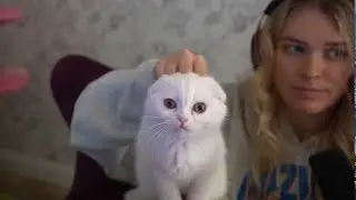 Coots is the perfect kitten for stream