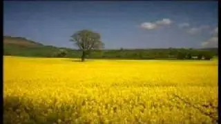 Scarborough Fair Bluesplayer59