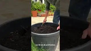 Cultiver des patates douces en pot ? C&rsquo;est possible&hellip; et &ccedil;a marche vraiment ! #PierreLeCultivateur