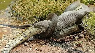 Wildlife amazon jungle vs ocean: Giant Anaconda Battle - The Ultimate Discovery Snake Video#wildlife