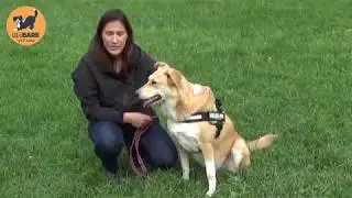 Testing the Julius-K9® IDC® Powerharness