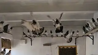 🔴🕊 23 / 01 / 2026  Live With Kabutar And Viewers || Sanjari Pigeon Loft [Ustad Chairman Party]🕊🔴