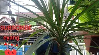 DRAGON TREE ORNAMENTAL PLANTS AND THEIR BENEFITS #ornamentalplants #dragontree #plants