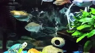 Silver Dollar Fish Mating Behavior