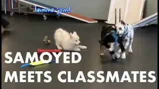 Puppy's First Puppy Class Playtime CUTE | Fluffy the Samoyed