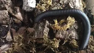 Cole -  Archispirostreptus Gigas - Giant Millipede - walking round his tank