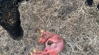 Dexter Heifer Aborts Calf In Third Trimester