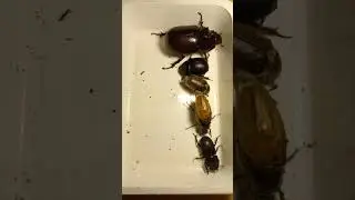 What Beetles Do You Know? Who is Strongest: Rhyno Beetle, June Beetle or Stag Beetle? Kyiv Ukraine
