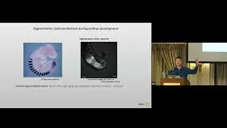 Cycles upon cycles - collective rhythms during embryonic development | Alexander Aulehla