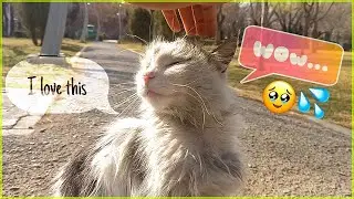 This adorable cat talks to me | she was like a princess