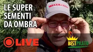 LE SUPER SEMENTI FA PRATO CHE RESISTONO ALL&rsquo;OMBRA