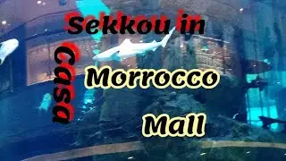 Sekkou in morrocco mall casaسكو في موروكو مول الدار البيضاء 🇲🇦🇲🇦🇲🇦🇲🇦