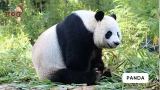 Black and White Animals Song | Colors Song | Learn Colors and Animals for Kids #colors