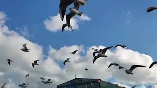 Оранжевое предупреждение не для нас для людей. /  The orange warning is not for us - for the people.