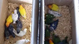 Lovebirds K Chicks Ko Kis Age Mein Hand Feed k Liye Uthana Chahiye