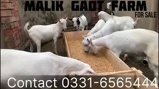 Tedda Bakra available at MGF Rawalpindi