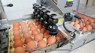 Nuovo Egg Stamper - Easy Stamp Compact R6   Bertens Poultry English