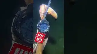 #fishinglife #lobster #eel #fishingfrontier #spearfishing #fyp