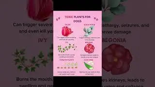 Toxic food for dogs 🐶 #samoyed #pets #husky #toxic #fordogs #likeforlikes #likesharesubscribe #cute