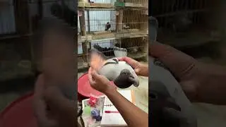 Recording the pedigree #pigeon #racingpipigeons #kalapati #pigeonrace #homingpigeon #kabootar
