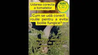 Cum se udă corect roșiile pentru a evita bolile fungice? #udare #corecta #rosii