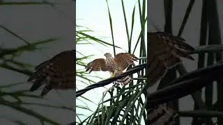 Glimpse of Rainy Day || Bird Cinematic Video || Eagle 🦅 || Hawk || #shorts #youtubeshorts #short