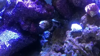 My Snowflake Eel