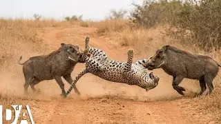 Supervivencia Animal: Leopardo Contra Facóqueros Unidos | DocuAnimales