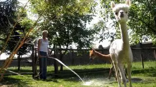 Waterkanon tegen aanval van alpaca macho's.