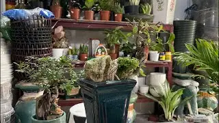tân Lê Tv đang phát trực tiếp! Xã hàng cuối năm “bonsai cây cảnh tphcm