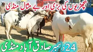 Sadiqabad Mandi Today Fresh Video | Pure Nukri Ablak cholistani Sahiwal Bachriya | Qurbani 2026