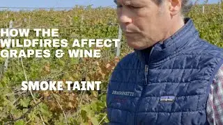 How Wildfires Affect Grapes and the Wine Industry: SMOKE TAINT