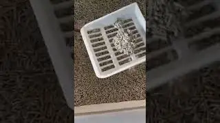 Our Flushable Litter on Cove Litter Box #shorts