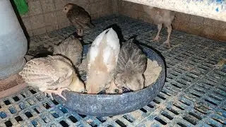 Native and Rhode island 6 😀😀😀 #shortsbeta #smallyoutuber #pets #chicken #animals 
