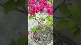 Bougainvillea Flowers #shorts #bougainvilleapropagation #flower #viral #trending #greenleafs636