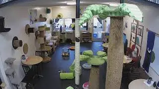 The Cat Cafe Live Stream