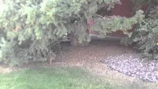 Magpie Vocals