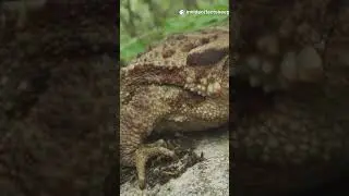 Top 5 Most Disgusting Animals You Won't Believe Exist