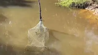 Travelling in countryside with giant snake 