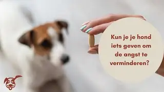 Kun je je hond iets geven om de angst te verminderen?
