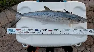 Spanish Mackerel Caught At Bill Baggs / Key Biscayne Fishing