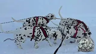 Sea Of Spot Kennel Dal