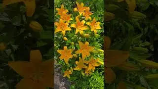 Yellow Lily #flowergarden #flowergardentour #flowers #Lily #Lily Looks Tiny Lily