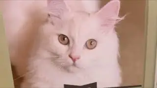 MOCHA CAT CAFE @ AKIHABARA