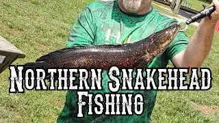 Northern Snakehead fishing on the Eastern Shore