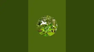 SK Mohit is live
